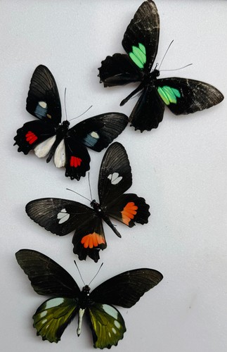 Real butterfly papilio - real,