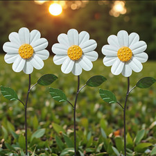 3Pk Daisy Spinner Stakes