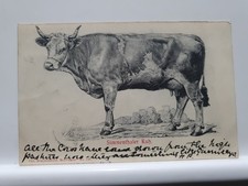 Vintage Postcard, Simmental Cattle (12S)