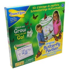 Insect lore live butterfly - insect,