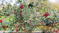  HOLLY TREE/BUSH/HEDGE ILEX
