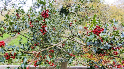 Holly tree bush - , tree/bush/hedge