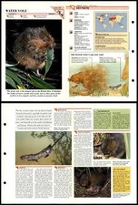 Water Vole #30 Mammals