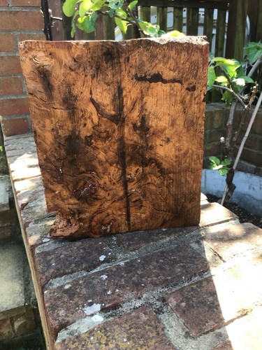 Burr oak block - burr,