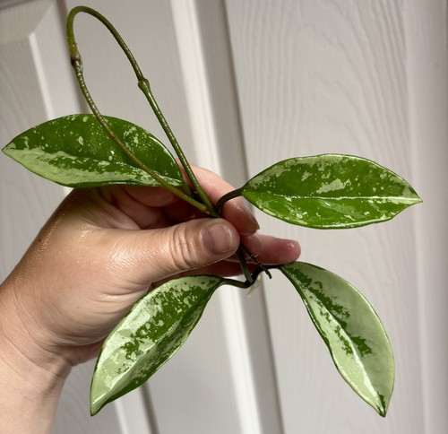 Rare hoya ah074 multiple nodes - hoya,