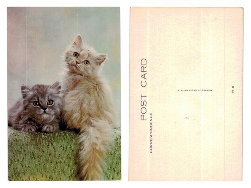 Postcard pair of fluffy - of,