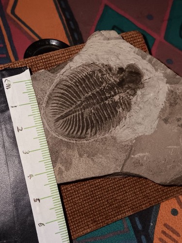 British fossil trilobite - british,