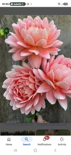 Carolina wagamans dahlia - carolina,
