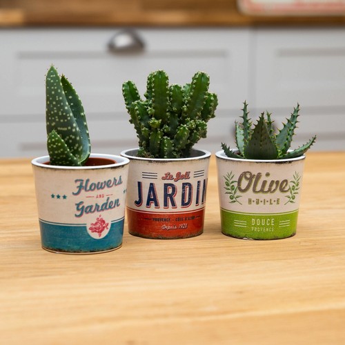 Trio succulents with - of,