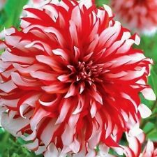 Perennial Dahlia seeds Bicoloured and solids..  A