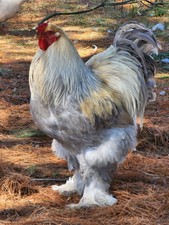 Large breed brahma - brahma, fertile