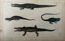 Antique Print 1850s Reptiles