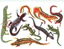 Picture Postcard~ Animal Box