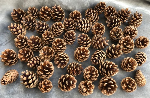 Perfect pine cones 7 cm - cones,