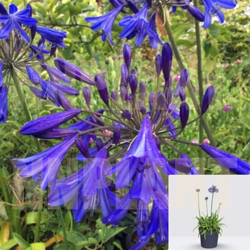 Agapanthus africanus storm - africanus,
