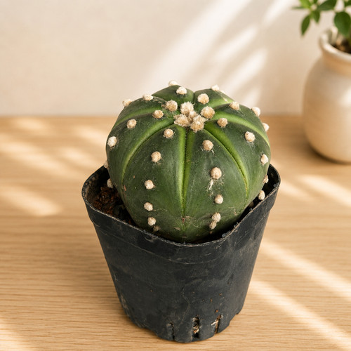 Astrophytum asterias green - astrophytum,