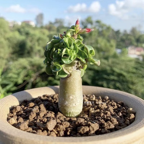 5cm succulent cactus plant - 1.5cm,