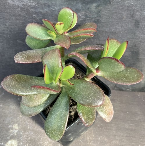 Crassula ovata reverted green - ovata,