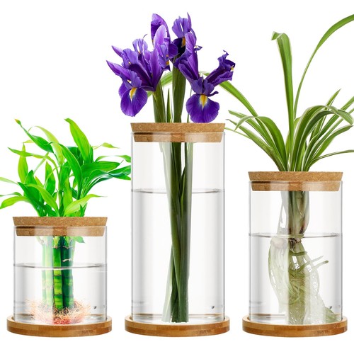 Maxcheck plant propagation - plant,