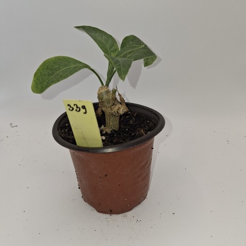 Yellow brugmansia rooted - brugmansia,