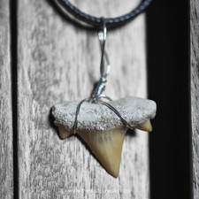 Fossil Shark Tooth Pendant |
