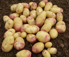 ORGANIC Carolus Seed Potatoes
