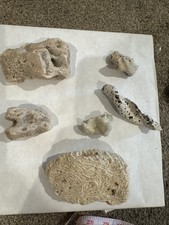 Natural Coral Vintage Brain