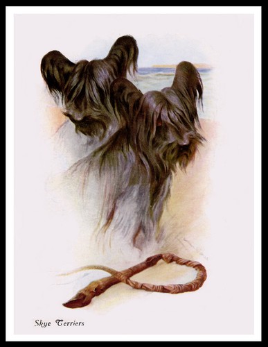 Skye terrier dogs head - skye,