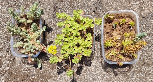 Mix sedum plants 3xpots - mix,