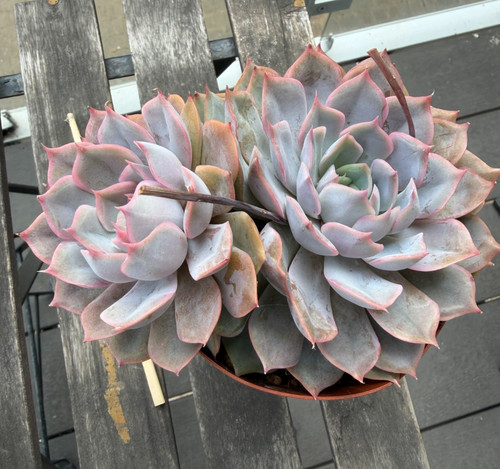Large mature echeveria - mature,