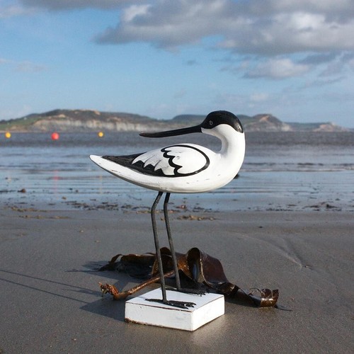 Avocet bird preening - preening, wooden