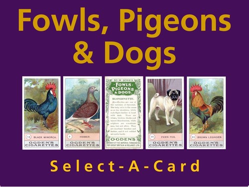 Ogden fowls pigeons dogs - pigeons,