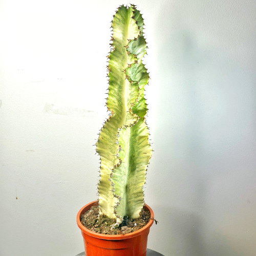 Large euphorbia ingens - large,