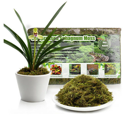 Premium sphagnum moss - sphagnum, moss,