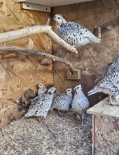 SNOWFLAKE BOBWHITE  Quail Eggs