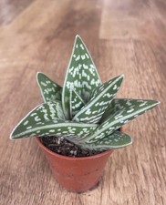 Aloe Partridge Var. | Succulent Cactus | Rare | 6cm  Pot Rooted | White Markings