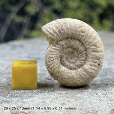 Perisphinctes ammonite fossil