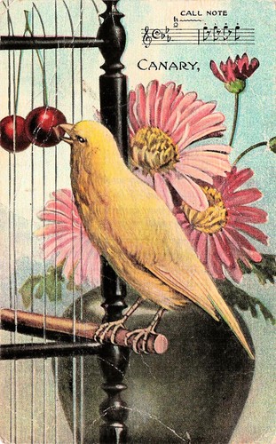 Musical notes canary song bird - canary,
