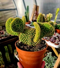 Opuntia microdasys cristata - microdasys, f.