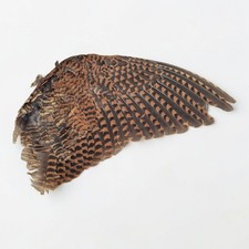 Dried Woodcock Wing, Frame