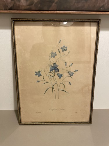 Vintage pierre joseph redoute - vintage,