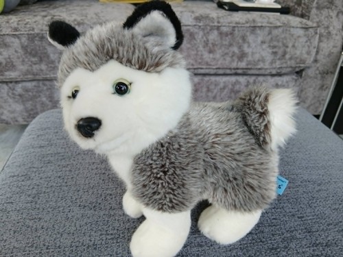 Wild life antics cute husky - antics,