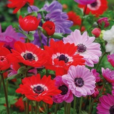 Anemone 'St Brigid' Doubles