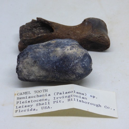 Fossil camel tooth and - fossil,