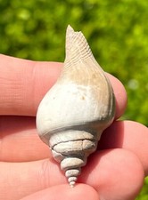 England Fossil Gastropod