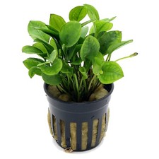 Ranalisma Rostratum Live Aquarium Plant Shrimp Safe Co2 Scape Tank K2AQUA