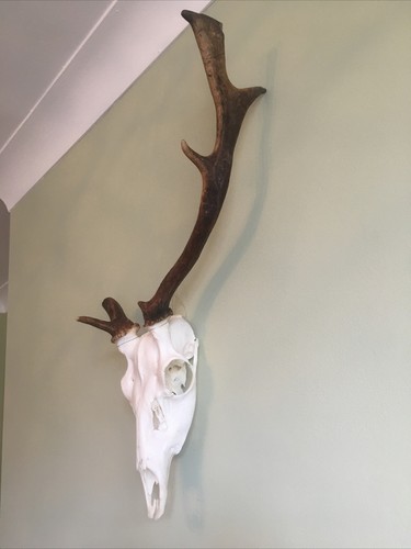 Wild fallow deer buck stag - fallow,