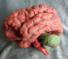 Anatomical Model of Human