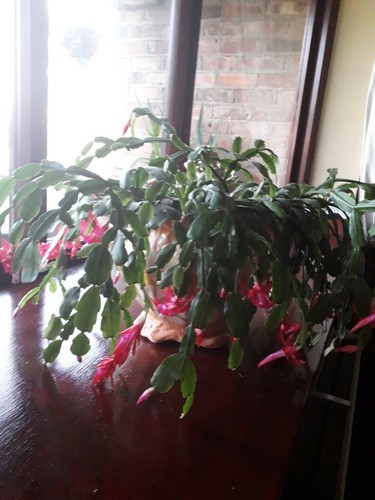 Christmas cactus buckleyi old - buckleyi,