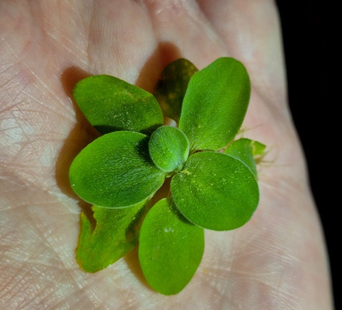 Water lettuce java moss - java,